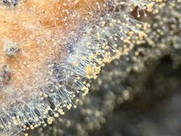 Attēlu rezultāti vaicājumam “Didymium spongiosum spores”