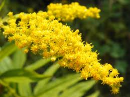 Attēlu rezultāti vaicājumam “Solidago canadensis flower”