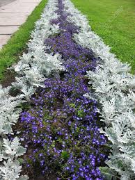 Image result for Cineraria maritima
