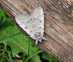 Attēlu rezultāti vaicājumam “Catocala pacta”