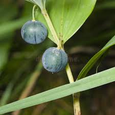 Attēlu rezultāti vaicājumam “Polygonatum multiflorum  fruit”