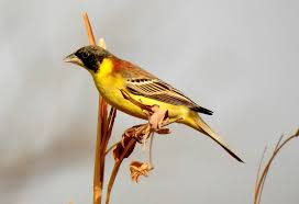 Image result for Emberiza melanocephala