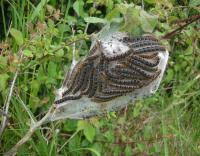 Attēlu rezultāti vaicājumam “Eriogaster lanestris larva”