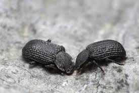 Attēlu rezultāti vaicājumam “Bolitophagus reticulatus”