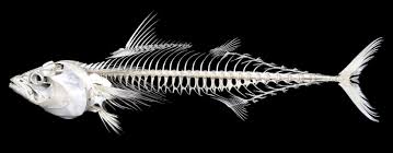 Image result for Euthynnus alletteratus