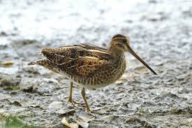 Attēlu rezultāti vaicājumam “Gallinago gallinago”