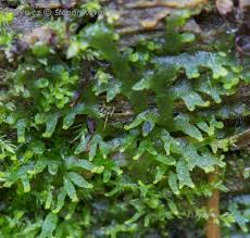 Attēlu rezultāti vaicājumam “Riccardia multifida”