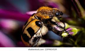 Attēlu rezultāti vaicājumam “Trichius fasciatus”