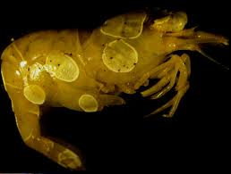 Attēlu rezultāti vaicājumam “Bucculatricidae”