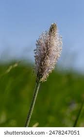 Attēlu rezultāti vaicājumam “Plantago media bud”