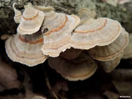 Attēlu rezultāti vaicājumam “Trametes ochracea”