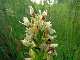 Attēlu rezultāti vaicājumam “Dactylorhiza ochroleuca flower”