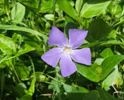 Attēlu rezultāti vaicājumam “Vinca minor flower”