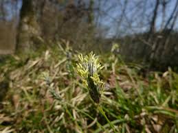 Attēlu rezultāti vaicājumam “Sesleria caerulea bud”