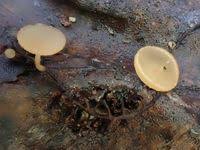 Attēlu rezultāti vaicājumam “Ciboria amentacea”