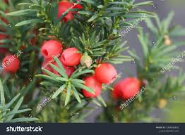 Attēlu rezultāti vaicājumam “Taxus wallichiana”