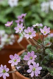 Attēlu rezultāti vaicājumam “Hepatica nobilis”