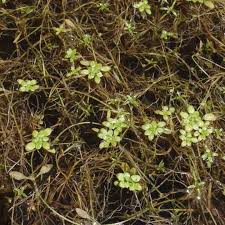 Attēlu rezultāti vaicājumam “Callitriche verna flower”