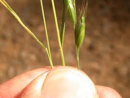 Attēlu rezultāti vaicājumam “Bromus hordeaceus subsp. hordaceus fruit”