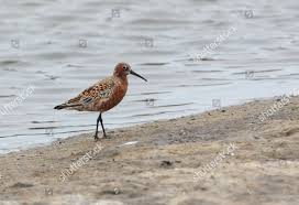 Attēlu rezultāti vaicājumam “Calidris ferruginea adult”