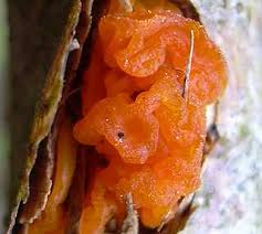 Attēlu rezultāti vaicājumam “Craterocolla cerasi”