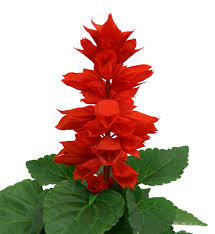 Image result for Salvia splendens