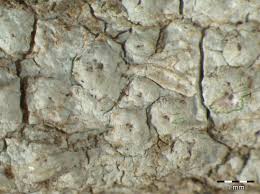 Attēlu rezultāti vaicājumam “Pertusaria leioplaca”