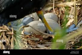 Attēlu rezultāti vaicājumam “Fulica atra eggs”