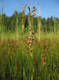 Attēlu rezultāti vaicājumam “Juncus gerardii”