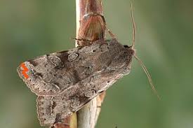 Attēlu rezultāti vaicājumam “Orthosia incerta”