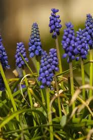 Attēlu rezultāti vaicājumam “Muscari botryoides flower”