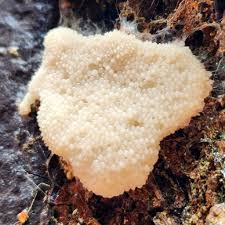 Attēlu rezultāti vaicājumam “Fuligo septica var. rosea spores”