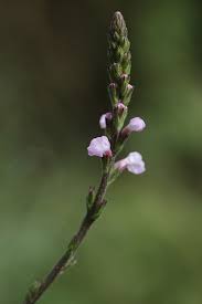 Image result for Verbena officinalis