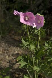 Image result for Malva alcea