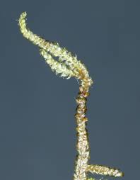 Attēlu rezultāti vaicājumam “Breidleria pratensis”