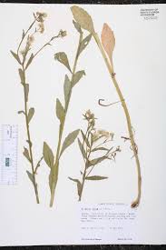 Attēlu rezultāti vaicājumam “Erigeron annuus leaf”