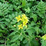 Attēlu rezultāti vaicājumam “Rorippa palustris fruit”