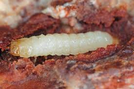 Attēlu rezultāti vaicājumam “Cerambycidae larva”