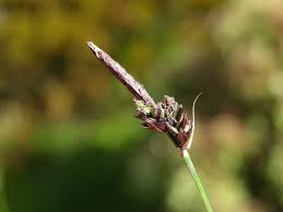 Attēlu rezultāti vaicājumam “Carex montana”