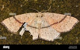 Attēlu rezultāti vaicājumam “Cyclophora punctaria”