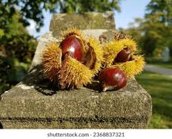 Attēlu rezultāti vaicājumam “Castanea sativa  fruit”