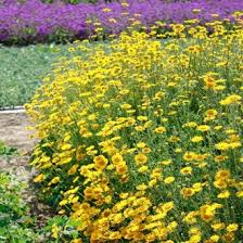 Image result for Färberkamille