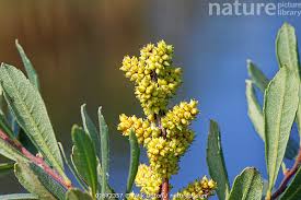 Attēlu rezultāti vaicājumam “Myrica gale fruit”