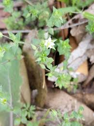 Attēlu rezultāti vaicājumam “Arenaria serpyllifolia leaf”