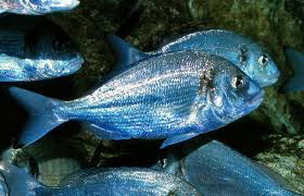 Image result for Sparus aurata