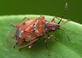 Attēlu rezultāti vaicājumam “Kleidocerys resedae”