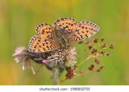 Attēlu rezultāti vaicājumam “Brenthis ino upperside”