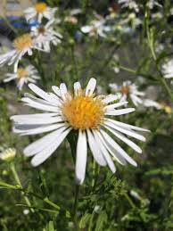 Attēlu rezultāti vaicājumam “Symphyotrichum x salignum”