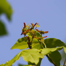 Attēlu rezultāti vaicājumam “Acer campestre flower”