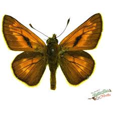 Attēlu rezultāti vaicājumam “Ochlodes sylvanus underside”